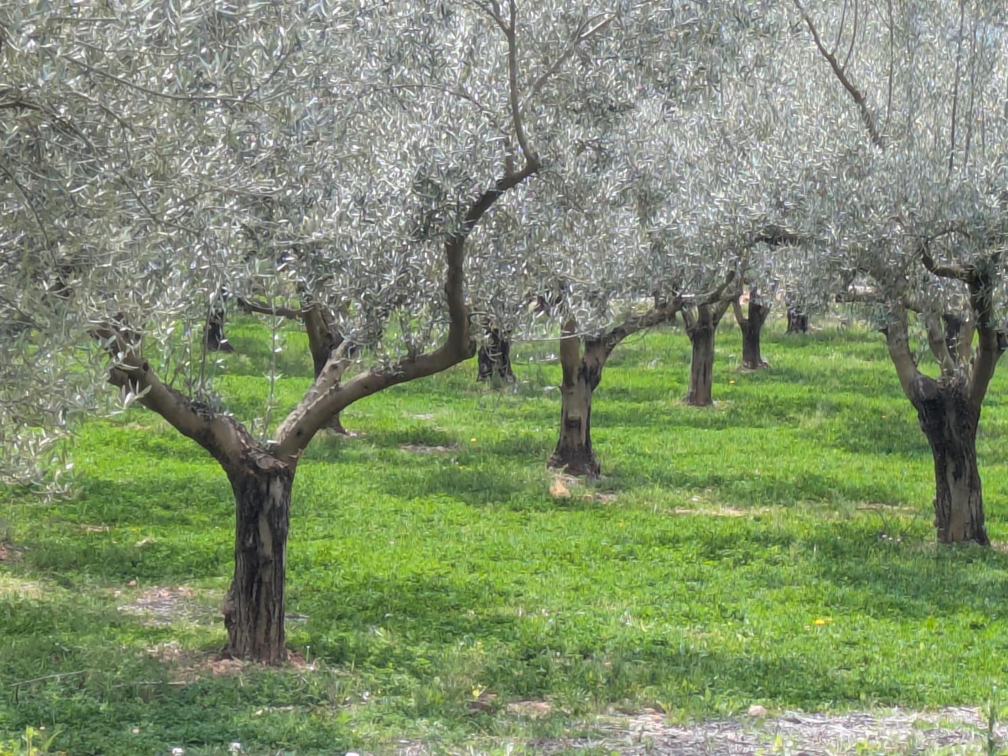 Ca'N Josep Villa Segorbe Buitenkant foto